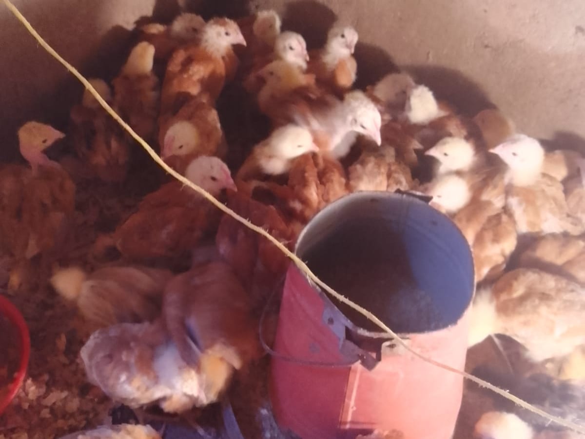 Healthy 1-month growers