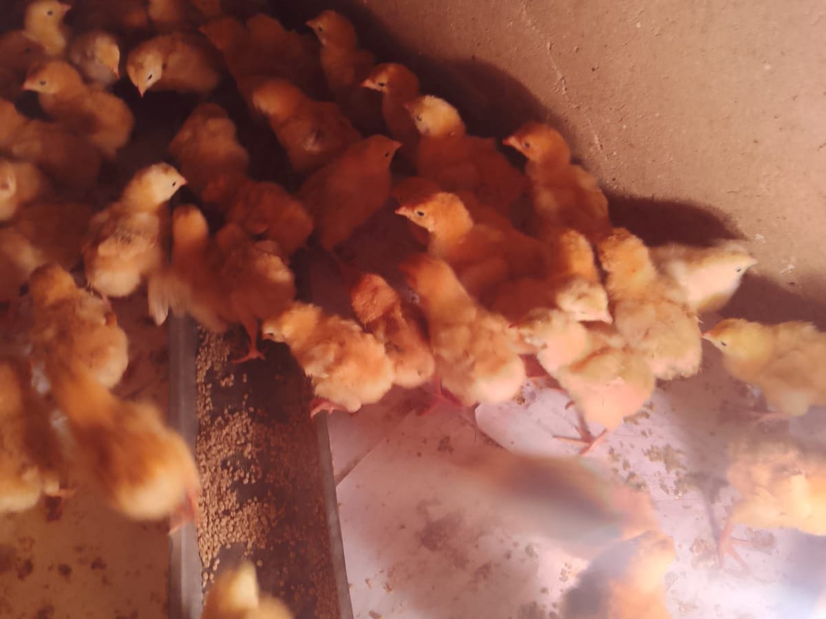 Healthy chicks at the feeding trough