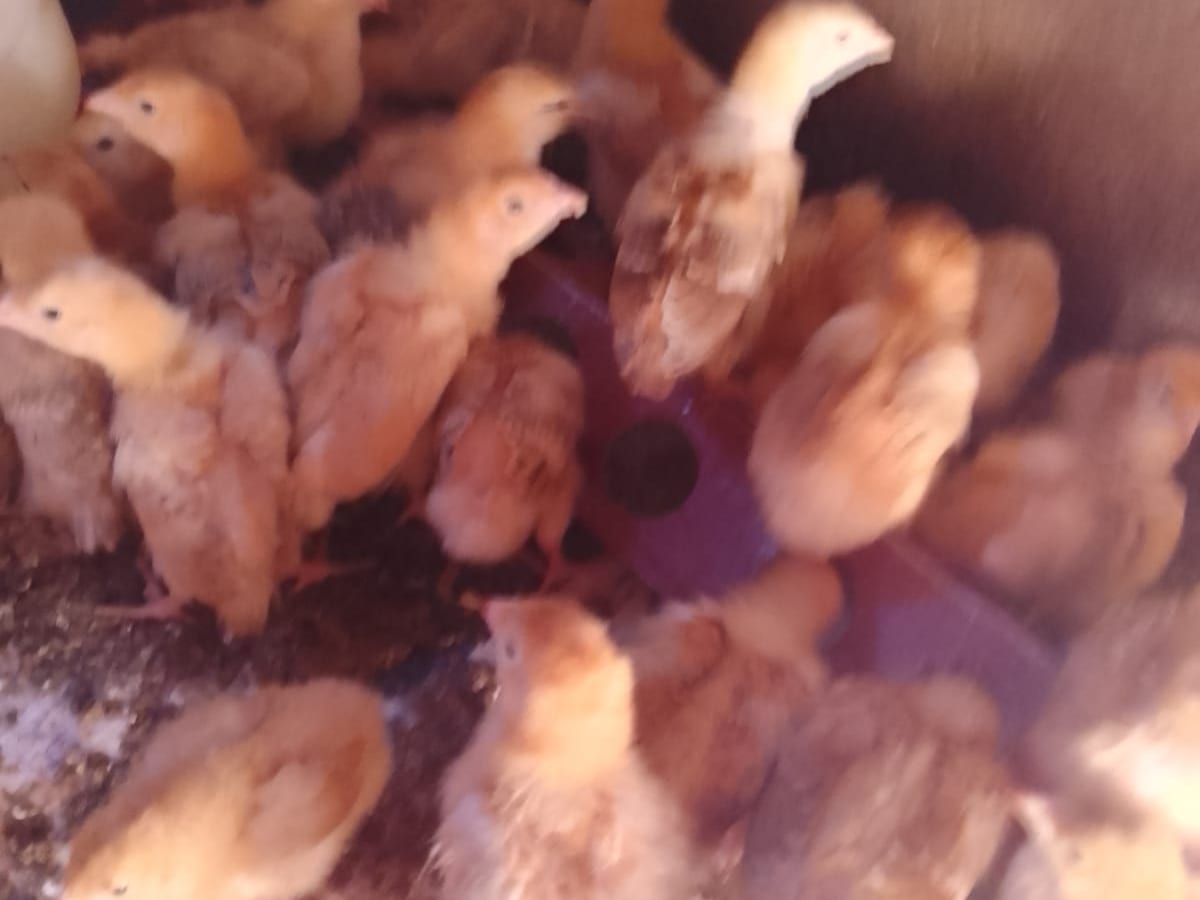 Active 1-week flock in the brooder