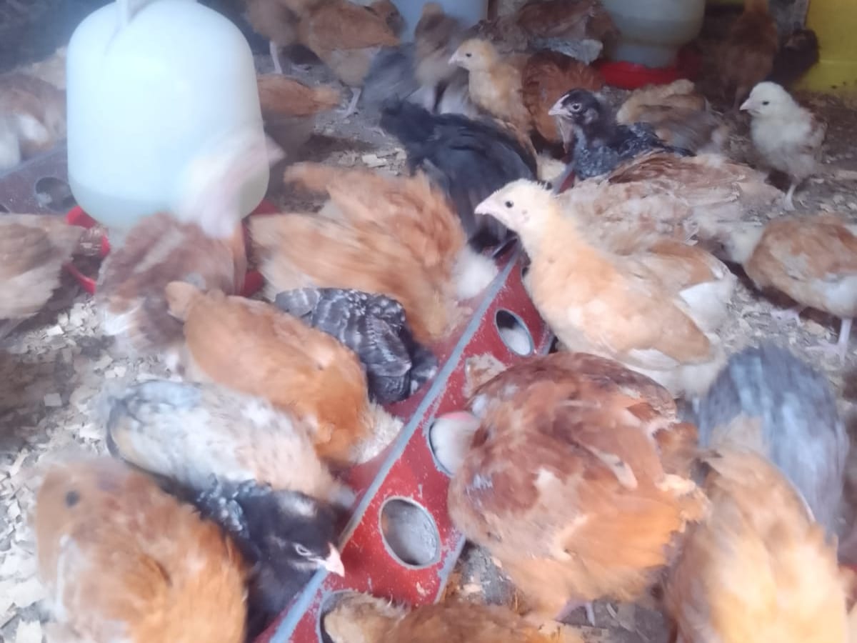 Large growers with full adult plumage