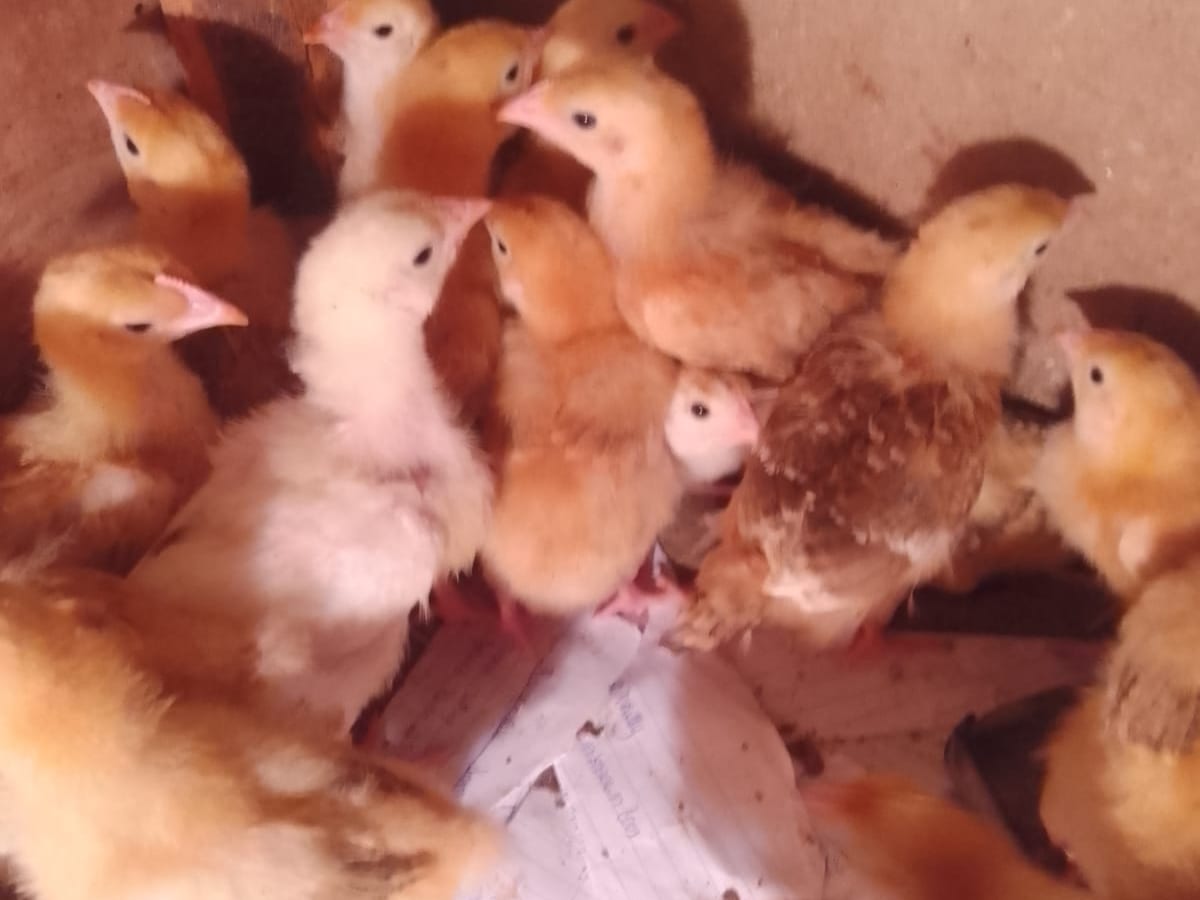 Active flock with growing plumage