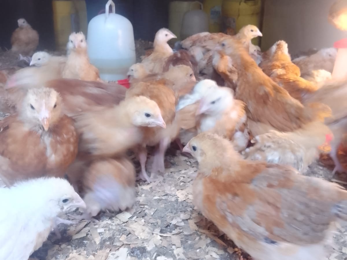 Active flock in the brooder house